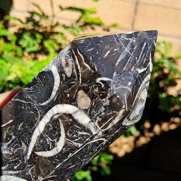 Beautiful & Tall Orthoceras Tower - Picture 13 of 16